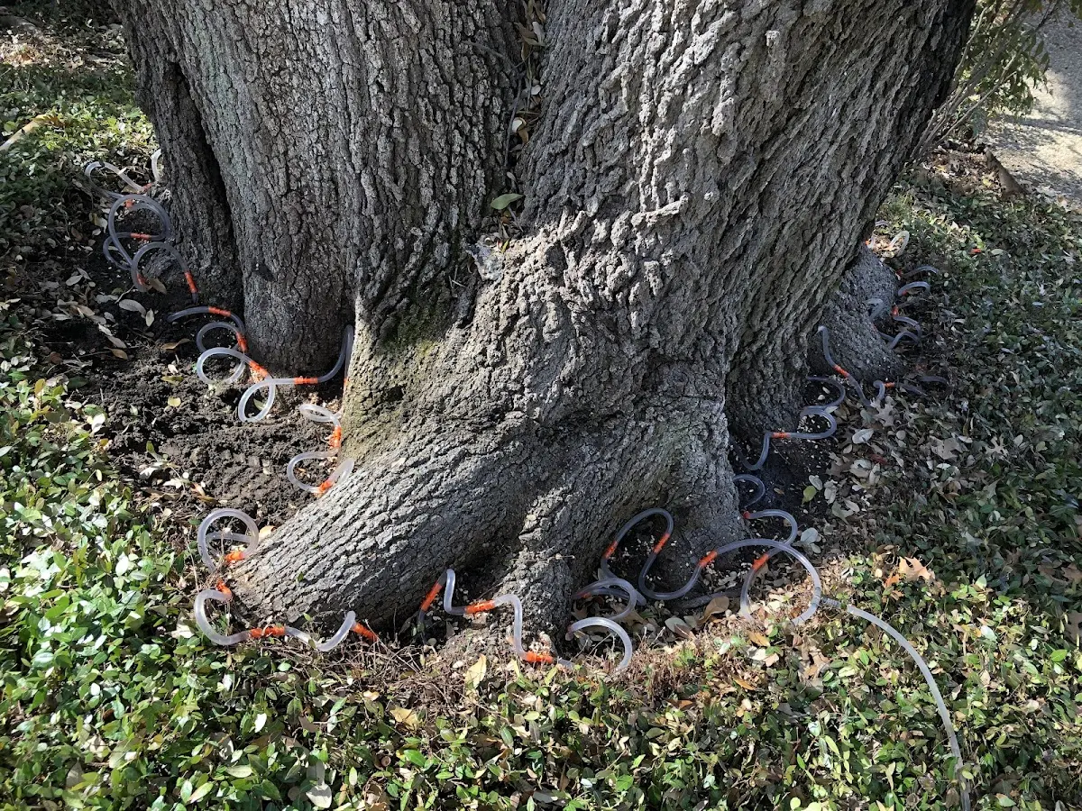Detailed Tree Cabling and Bracing job site in Saint Marys City