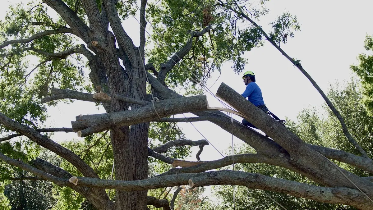 Professional Crown Thinning performed by certified arborists in Saint Marys City