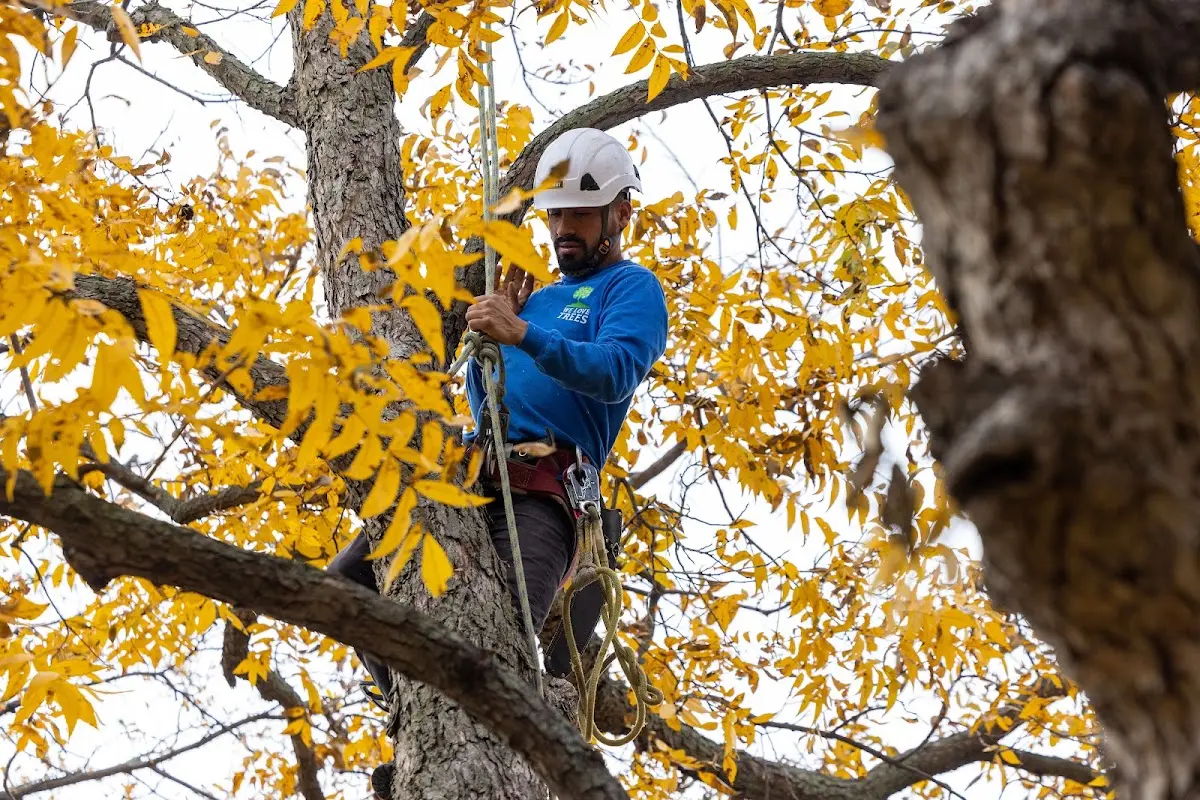 Skilled Tree Planing crew working in Saint Marys City